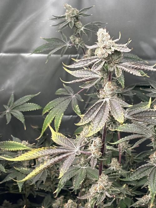 Black Powdered - RDWC. Week 14