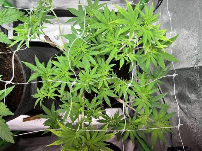 Ryu & Ken - Training Partners. Week 6 - Ryu looking pretty plain now