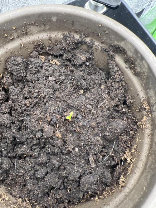 Ryu & Ken - Training Partners. Week 0 - Looketylook