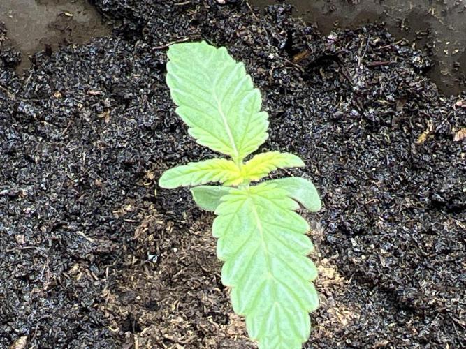 Ryu & Ken - Training Partners. Week 0 - And growing