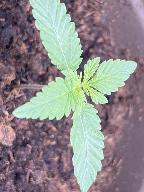 Ryu & Ken - Training Partners. Week 0 - Meanwhile Ryu spreading