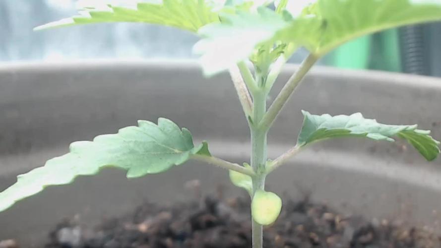 Ryu & Ken - Training Partners