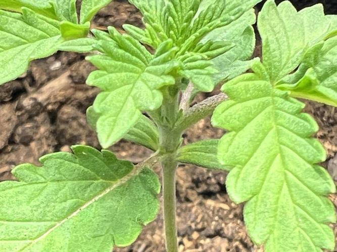 Ryu & Ken - Training Partners. Week 3