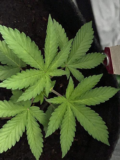 Ryu & Ken - Training Partners. Week 3