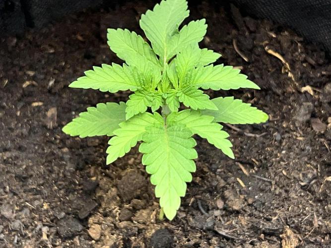 Ryu & Ken - Training Partners. Week 3