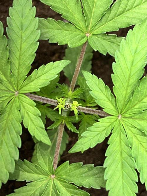 Ryu & Ken - Training Partners. Week 3