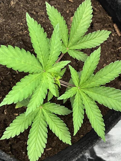 Ryu & Ken - Training Partners. Week 3