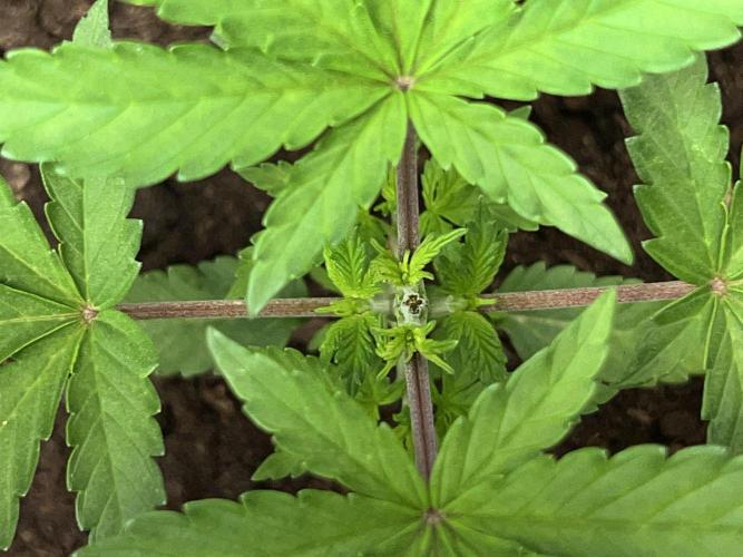 Ryu & Ken - Training Partners. Week 3