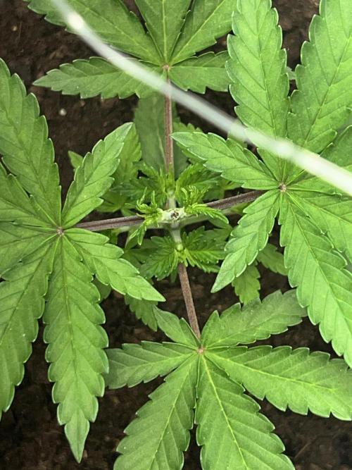 Ryu & Ken - Training Partners. Week 3