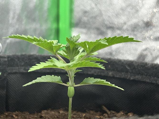 Ryu & Ken - Training Partners. Week 3