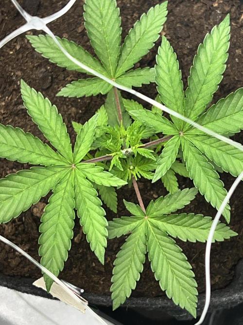 Ryu & Ken - Training Partners. Week 3