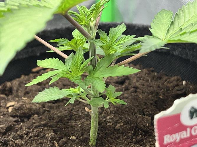 Ryu & Ken - Training Partners. Week 3