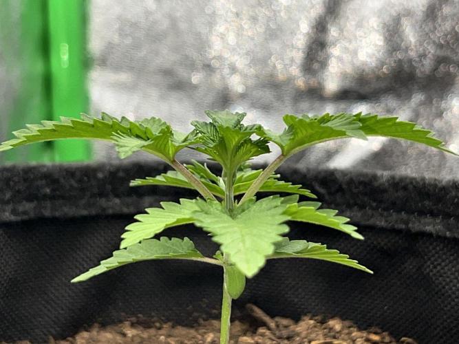 Ryu & Ken - Training Partners. Week 3