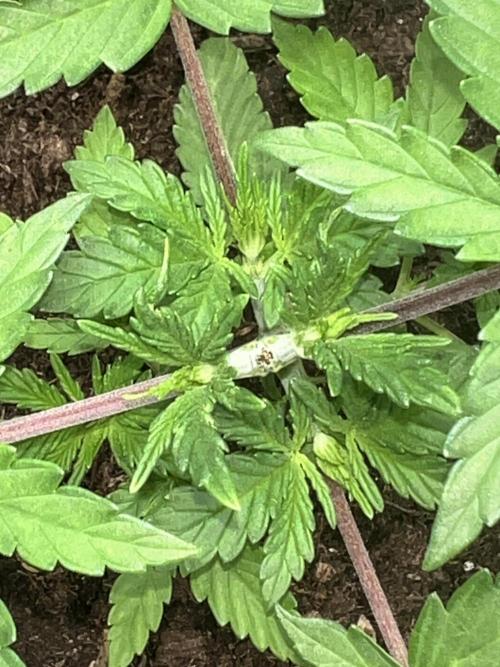 Ryu & Ken - Training Partners. Week 3