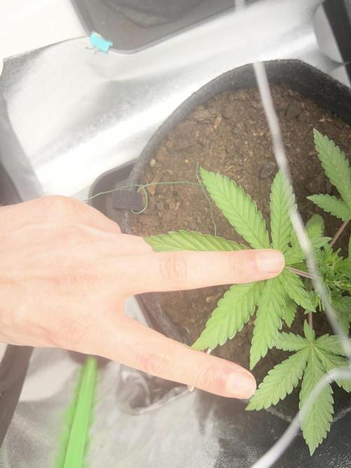 Ryu & Ken - Training Partners. Week 3