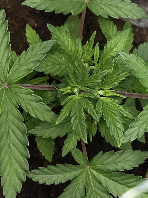 Ryu & Ken - Training Partners. Week 3