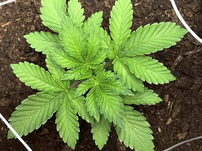 Ryu & Ken - Training Partners. Week 3