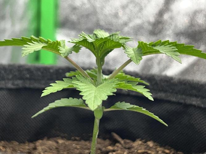 Ryu & Ken - Training Partners. Week 3