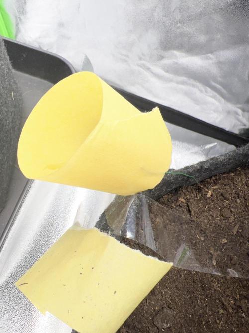 Ryu & Ken - Training Partners. Week 3