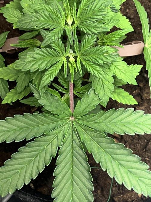 Ryu & Ken - Training Partners. Week 3