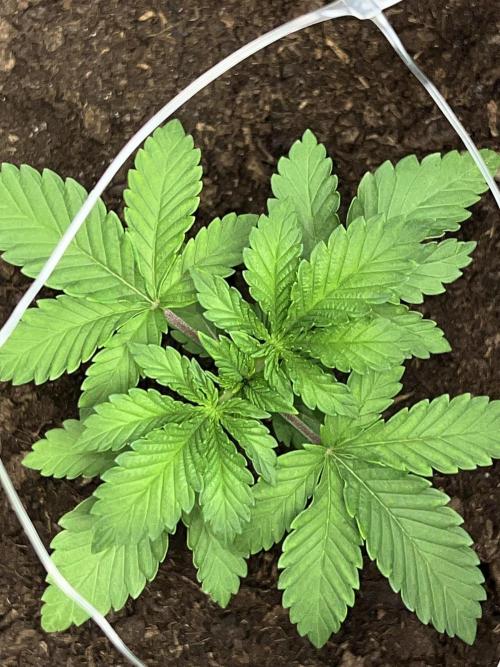 Ryu & Ken - Training Partners. Week 3