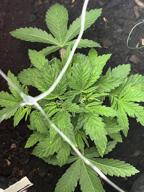 Ryu & Ken - Training Partners. Week 3