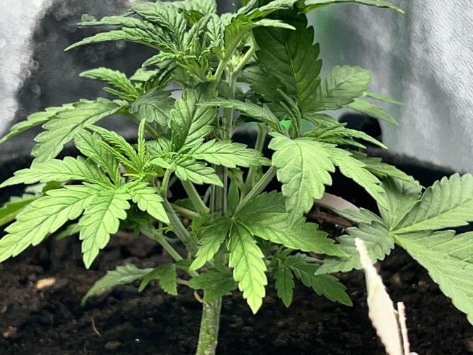 Ryu & Ken - Training Partners. Week 3