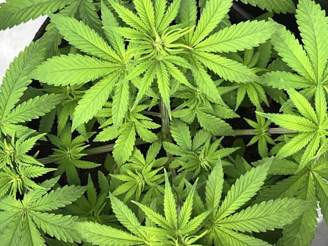 Ryu & Ken - Training Partners. Week 5