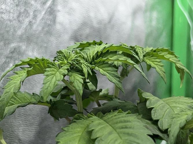 Ryu & Ken - Training Partners. Week 5