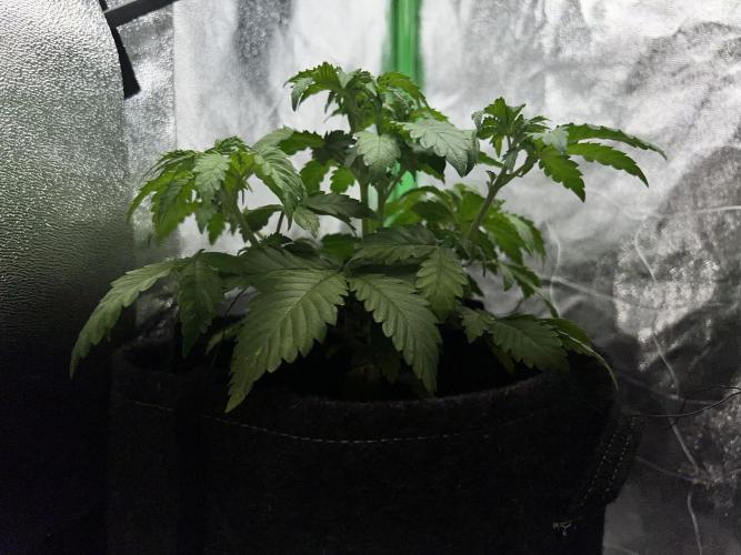 Ryu & Ken - Training Partners. Week 5