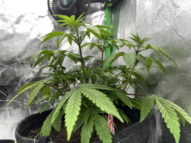 Ryu & Ken - Training Partners. Week 5