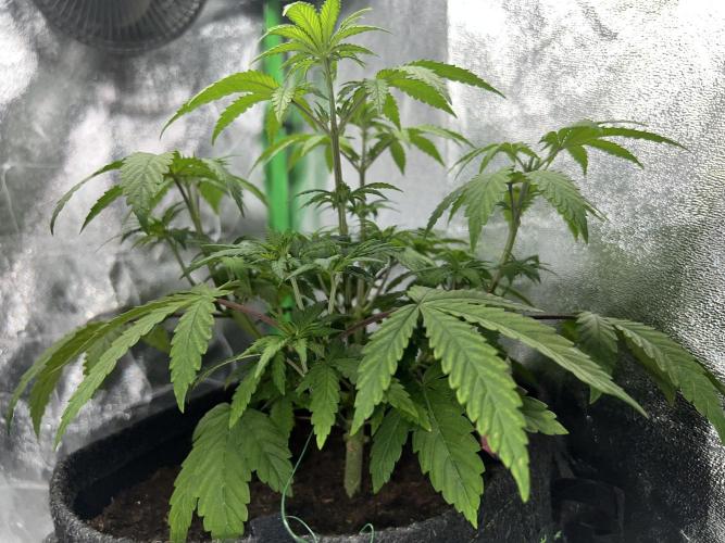 Ryu & Ken - Training Partners. Week 5