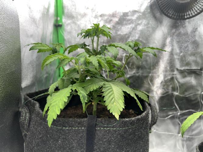 Ryu & Ken - Training Partners. Week 5