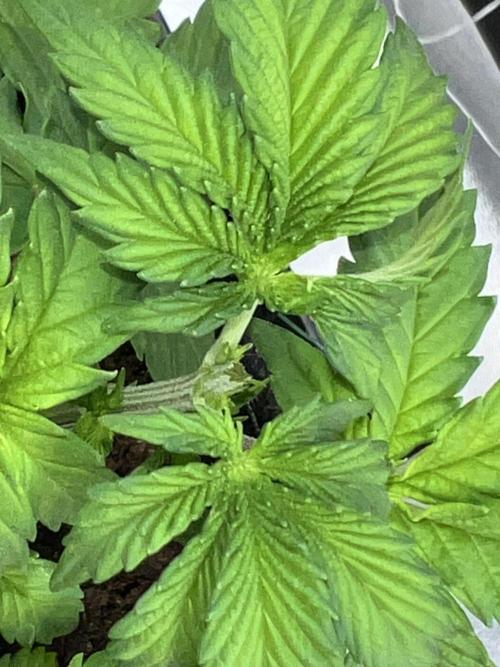 Ryu & Ken - Training Partners. Week 5