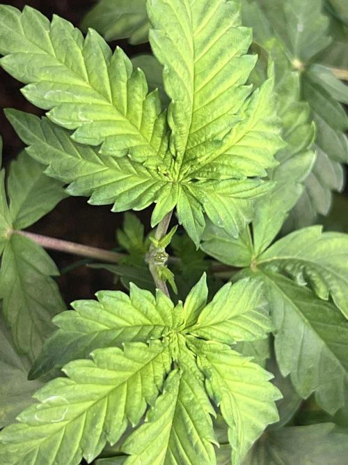 Ryu & Ken - Training Partners. Week 5