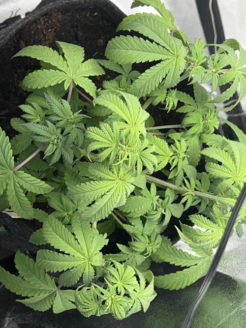 Ryu & Ken - Training Partners. Week 4