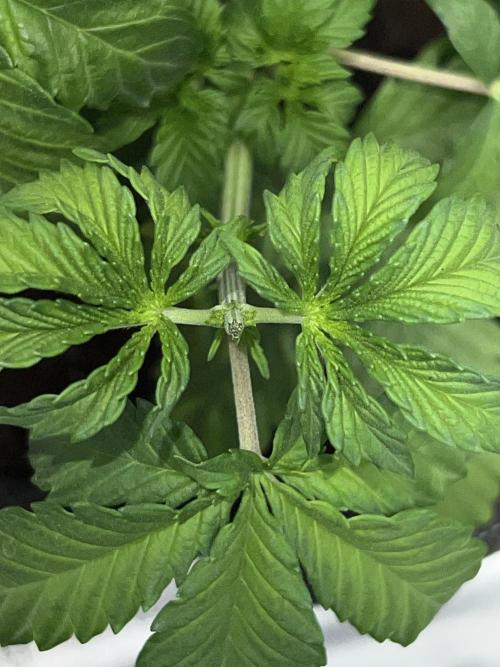 Ryu & Ken - Training Partners. Week 5 - Final topping