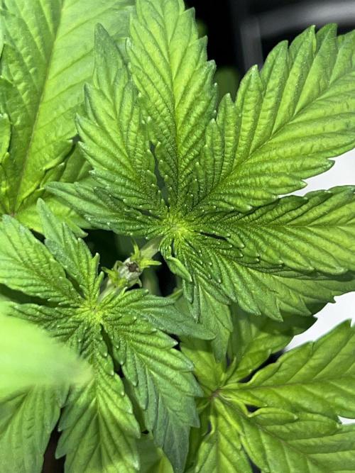 Ryu & Ken - Training Partners. Week 5 - You can beautifully see the 8th finger - the thumb - on the 7/8 finger leaf.