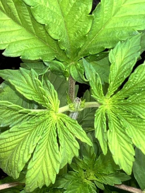 Ryu & Ken - Training Partners. Week 5