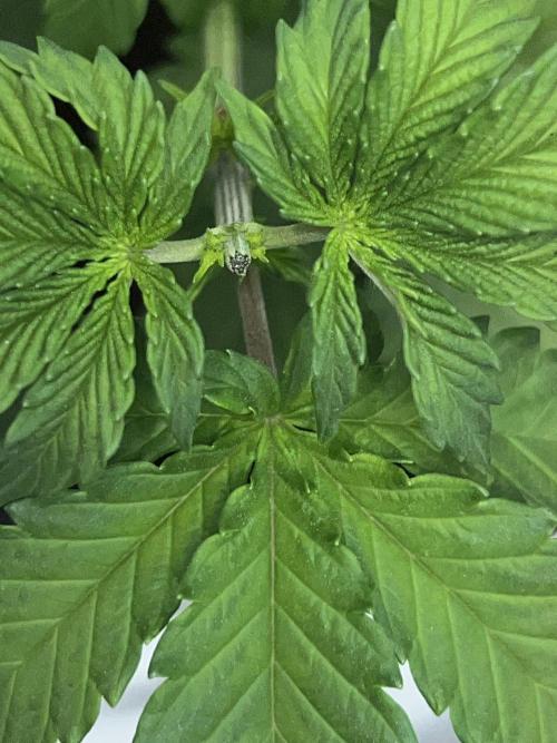 Ryu & Ken - Training Partners. Week 5