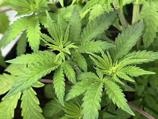 Ryu & Ken - Training Partners. Week 5