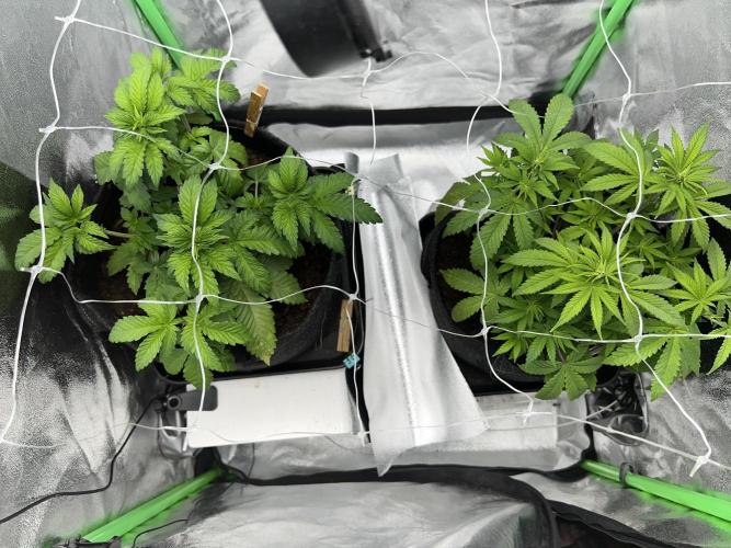 Ryu & Ken - Training Partners. Week 5 - After a bit of hanging leaves from my harsh training, they’re back.