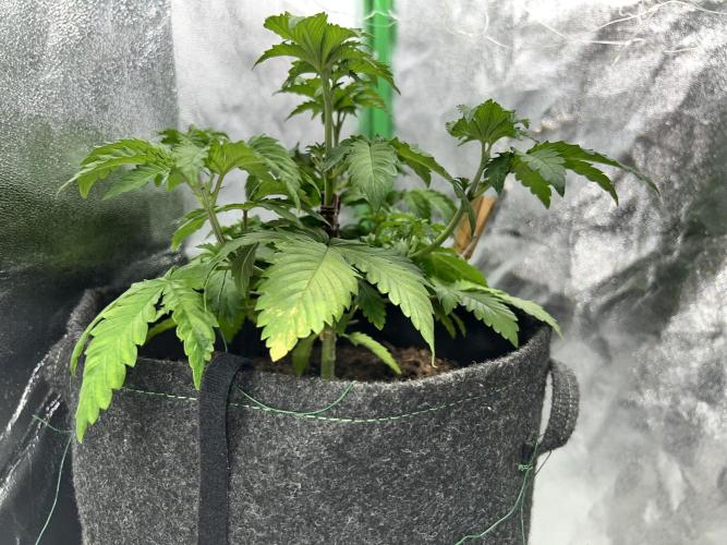 Ryu & Ken - Training Partners. Week 5 - 4 topped sides and defoliation on one day. Spoiled brat no more.