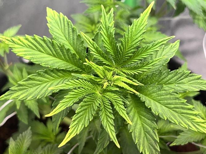 Ryu & Ken - Training Partners. Week 6 - First morning after light schedule switch