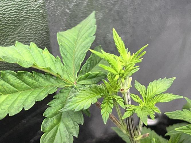 Ryu & Ken - Training Partners. Week 6