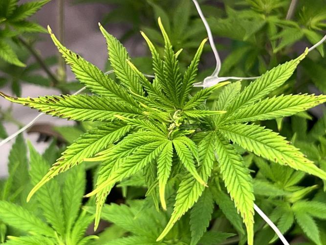 Ryu & Ken - Training Partners. Week 6