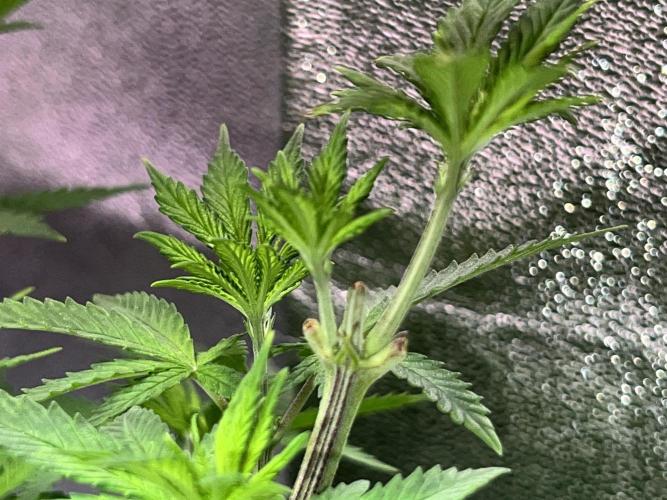 Ryu & Ken - Training Partners. Week 6