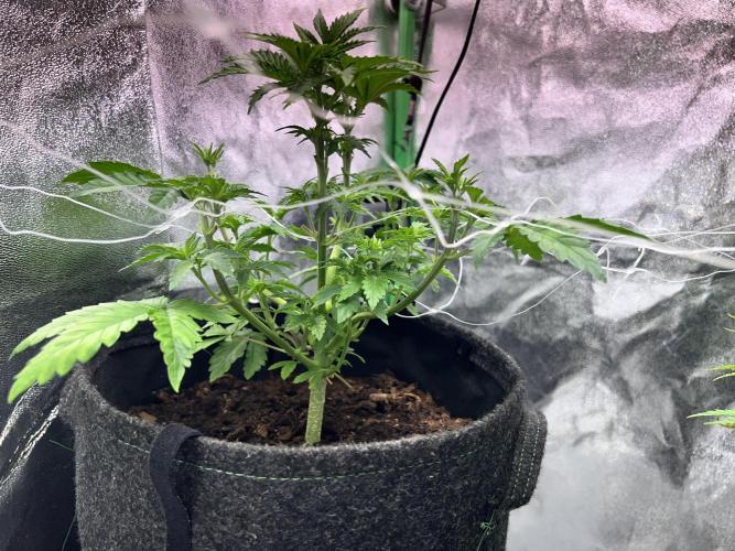 Ryu & Ken - Training Partners. Week 6