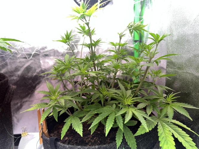 Ryu & Ken - Training Partners. Week 6