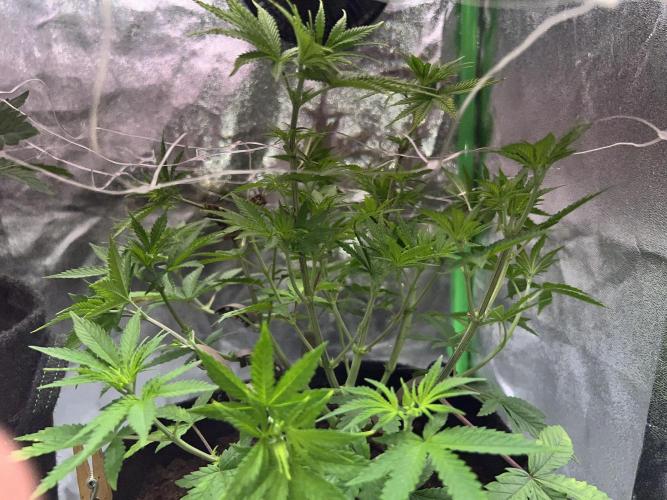 Ryu & Ken - Training Partners. Week 6 - After some first lollipopping and some defoliation 